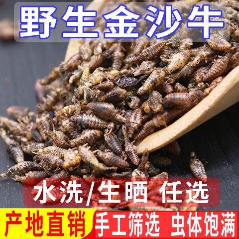 产地直销金沙牛广西野生正品蚁狮倒退虫中药材金砂牛地牯牛无杂质