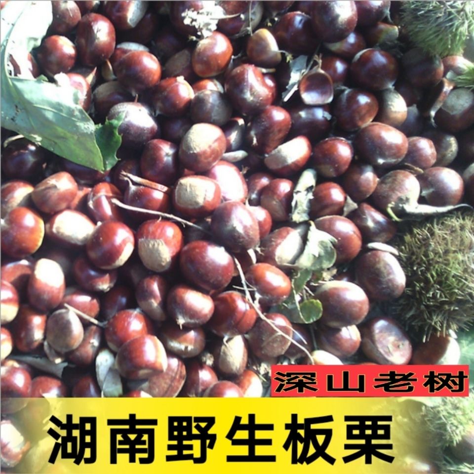 湖南怀化新鲜板栗深山老林板栗生锥栗圆栗油栗毛栗子生尖毛栗