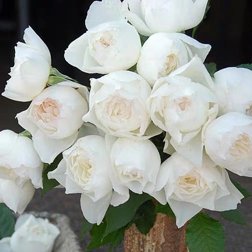 心之水滴日本切花月季苗纯白玫瑰花盆栽四季开花大花浓香耐热植物