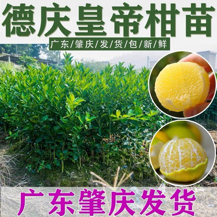 【正宗德庆皇帝柑苗】嫁接苗广西贡柑苗盆栽地栽南方植物桔子树苗