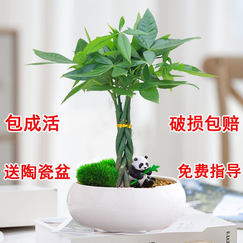 发财树盆栽植物室内客厅绿植小盆景四季常青办公室招财小盆栽花卉 虎窝拼