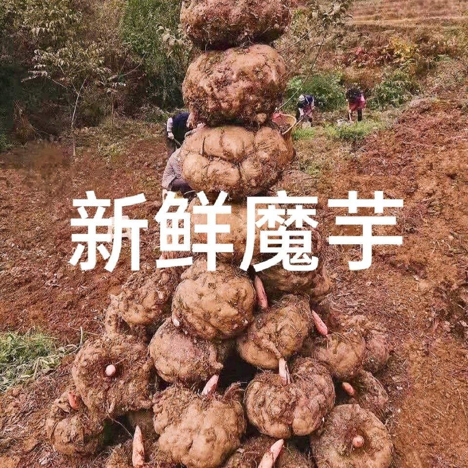新鲜生魔芋头云南产地现挖现发大魔芋主图视频教魔芋豆腐配碱