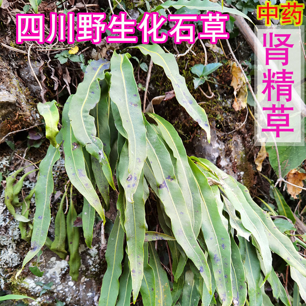 肾精草四川野生肾精草石韦化石草肾精茶非猫须草中药材排溶石正品