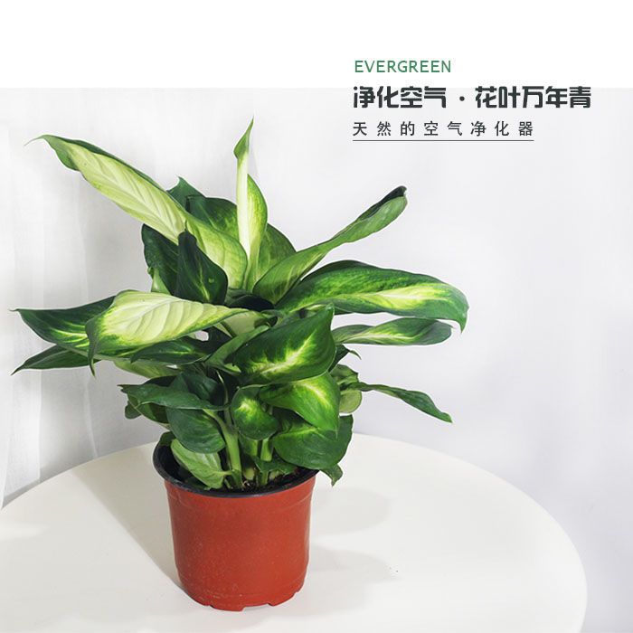 花叶粉黛万年青银皇后办公室内桌面阳台绿植物盆栽花旺宅净化空气
