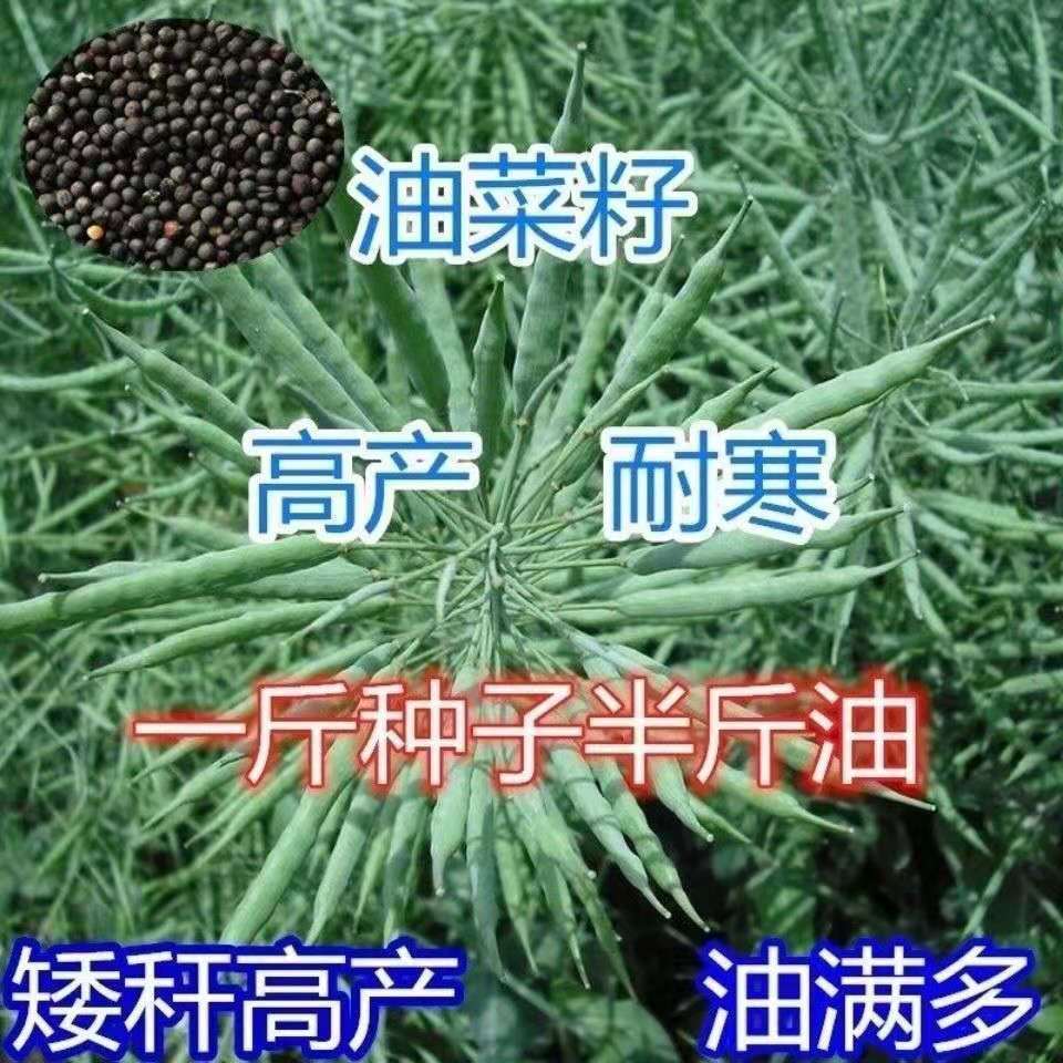 原装矮杆油菜籽种子新品种出油多抗旱耐寒抗倒伏中熟杂交油菜种孑