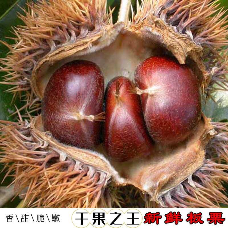 2021年新鲜下树的板栗正宗罗田板栗生板栗红壳板栗鲜板栗包邮