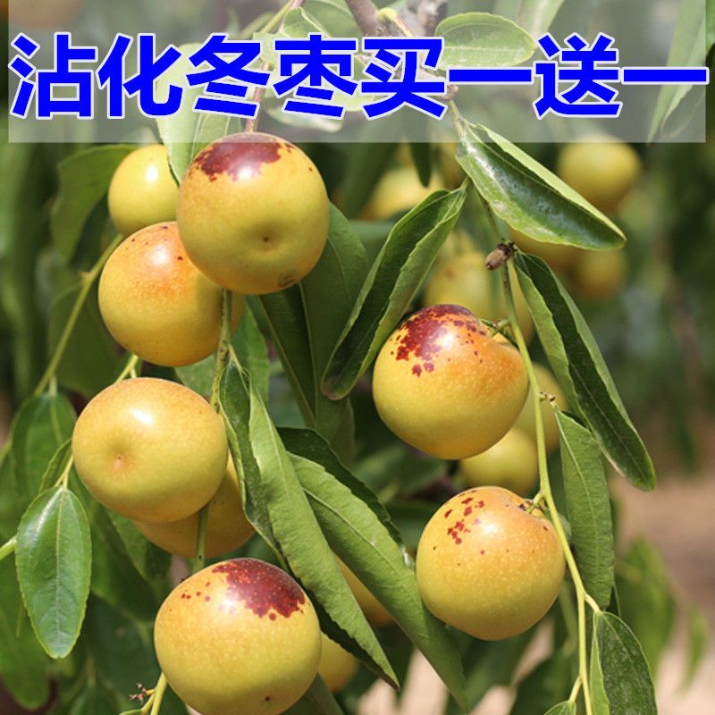 枣苗枣树苗沾化冬枣树苗红枣嫁接果树苗枣子苗南方北方种植包邮