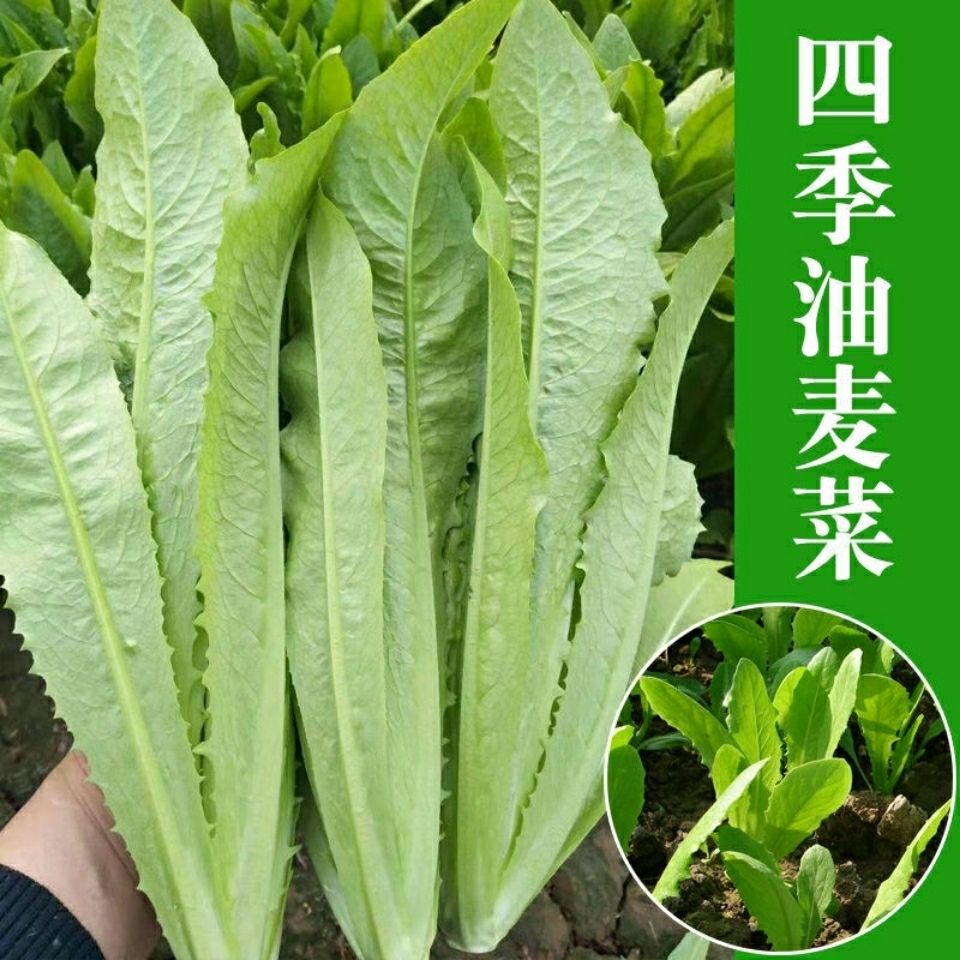 【油麦菜种子】四季易种植无斑香油麦脆甜油麦菜种籽农家蔬菜种子