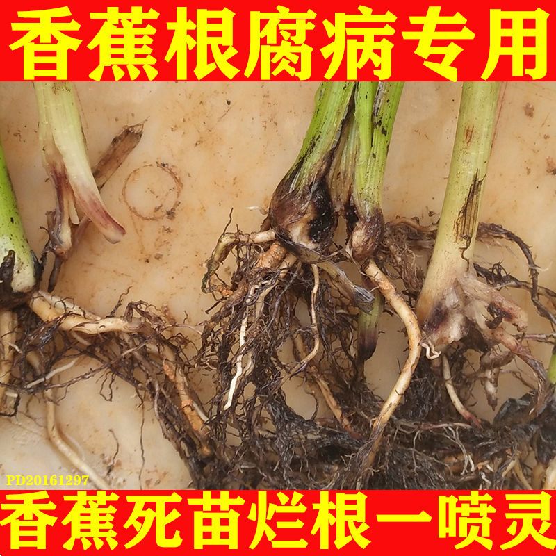 香蕉根腐病特效药烂根病全治香蕉根腐净香蕉根腐灵香蕉根腐病专用