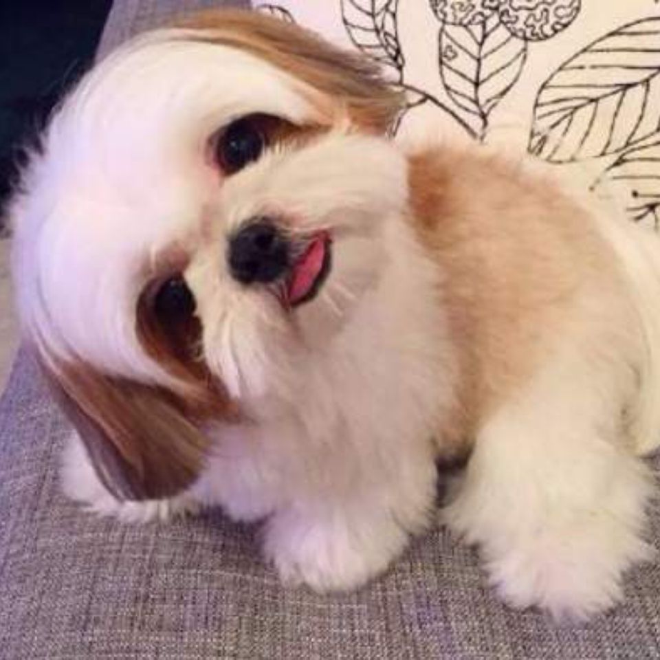 西施犬幼犬活体串串小奶狗小型犬长毛犬可爱公主犬宠物蝴蝶犬混血