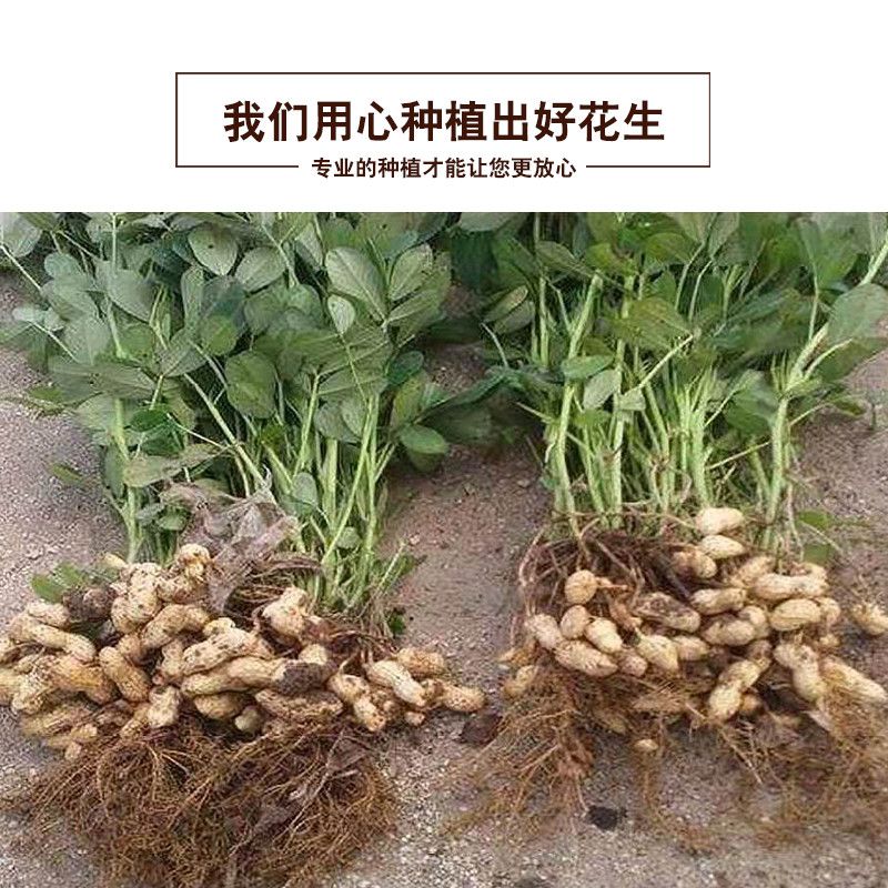 优质白沙花生米去壳可以种农家自种手剥散装批发 虎窝拼
