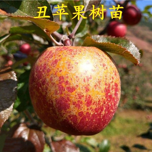 嫁接果树苗 大凉山丑苹果冰糖心苹果树苗 四川苹果树苗南北方种植