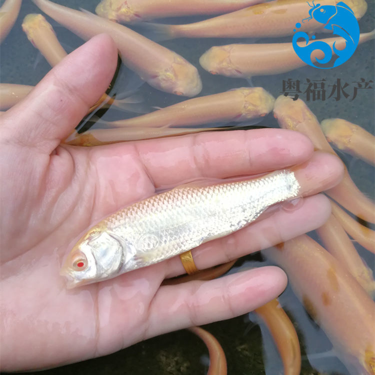 赤目金草鱼红眼睛草鱼金丝鲩黄金草鱼高端观赏鱼淡水养殖活体 虎窝拼