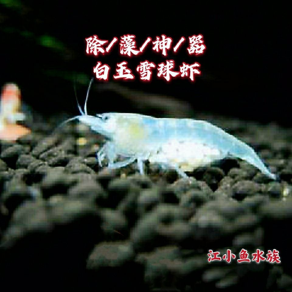观赏虾米虾白玉雪球虾抱卵虾除藻虾雪球虾淡水虾活体宠物虾工具虾【2