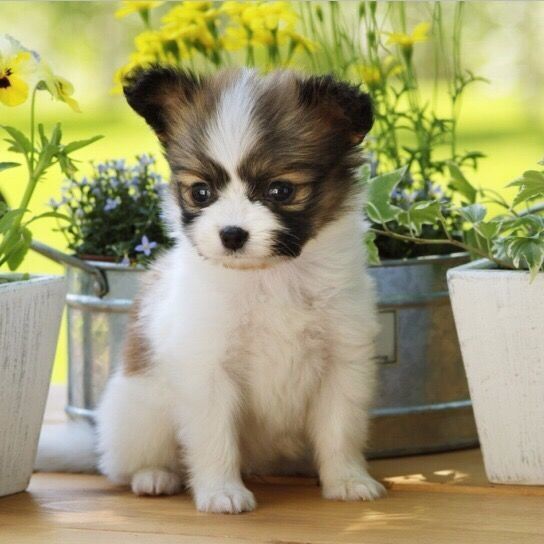 蝴蝶犬串串幼犬幽灵犬法国活物中型黑色狗狗小狗崽真狗狗宠物狗【3月