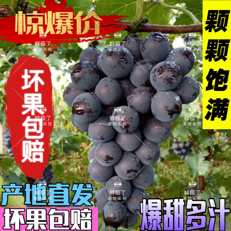75809-东北巨峰葡萄新鲜水果超甜孕妇儿童水果非夏黑葡萄提子整箱发货-详情图