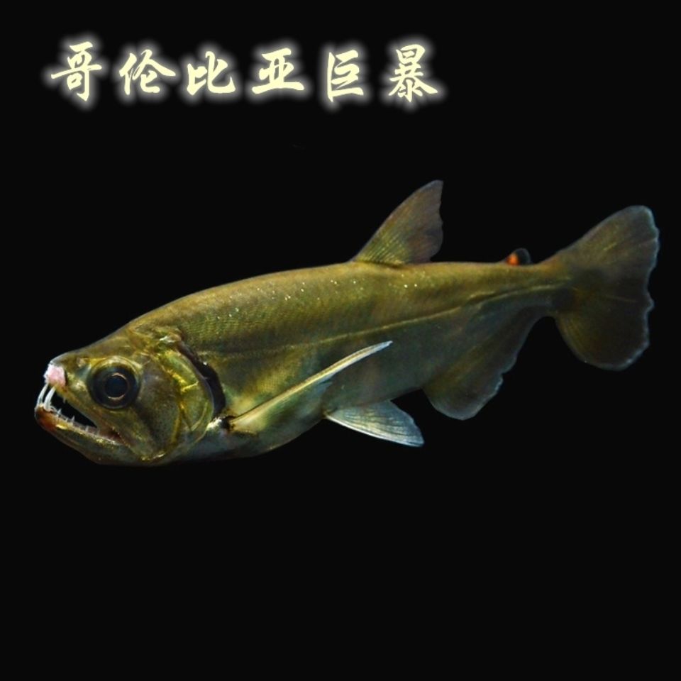 巨爆牙鱼凶猛鱼哥伦比亚巨暴水虎热带鱼野生亚马逊宠物鱼观赏鱼 虎窝拼