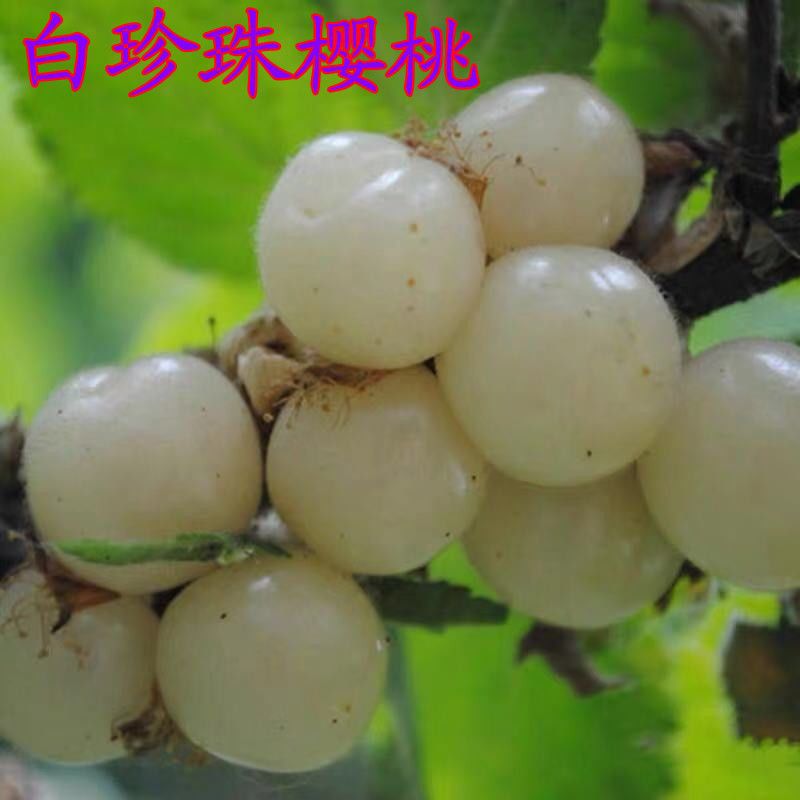 嫁接樱桃苗美国进口白樱桃白珍珠樱桃苗当年结果树苗批发包邮