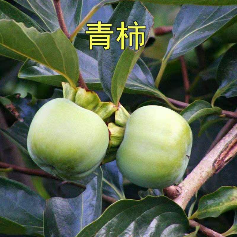 大青柿子树苗嫁接柿子树苗甜脆柿子树苗盆栽地栽南方北方四季种植
