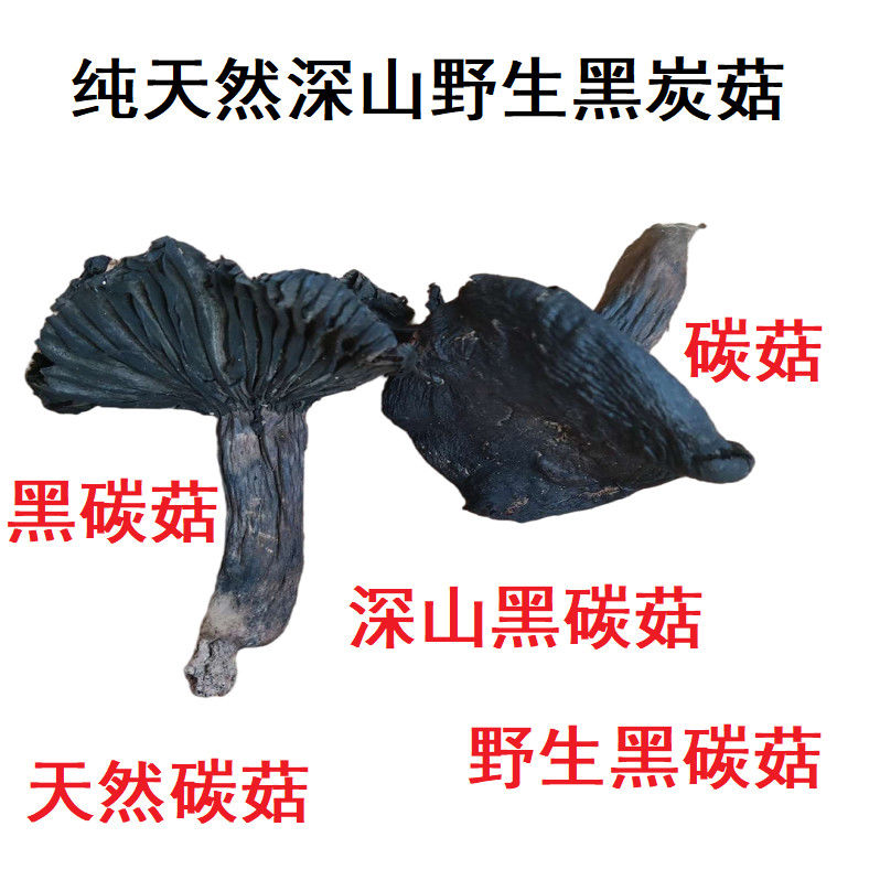 福建野生碳菇深山黑碳菇闽南火碳菇老鸭汤鲜美菌类大补天然木炭菇
