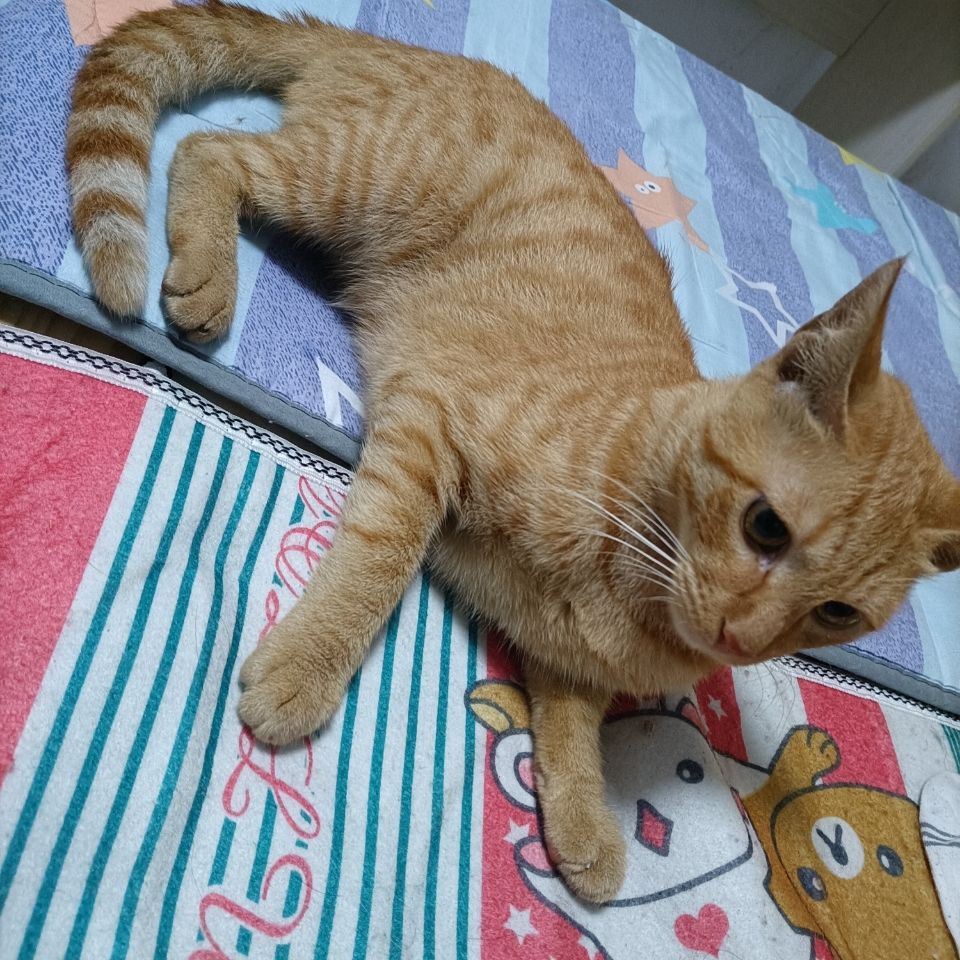 大橘猫,妹妹,稀有物种,大橘已定