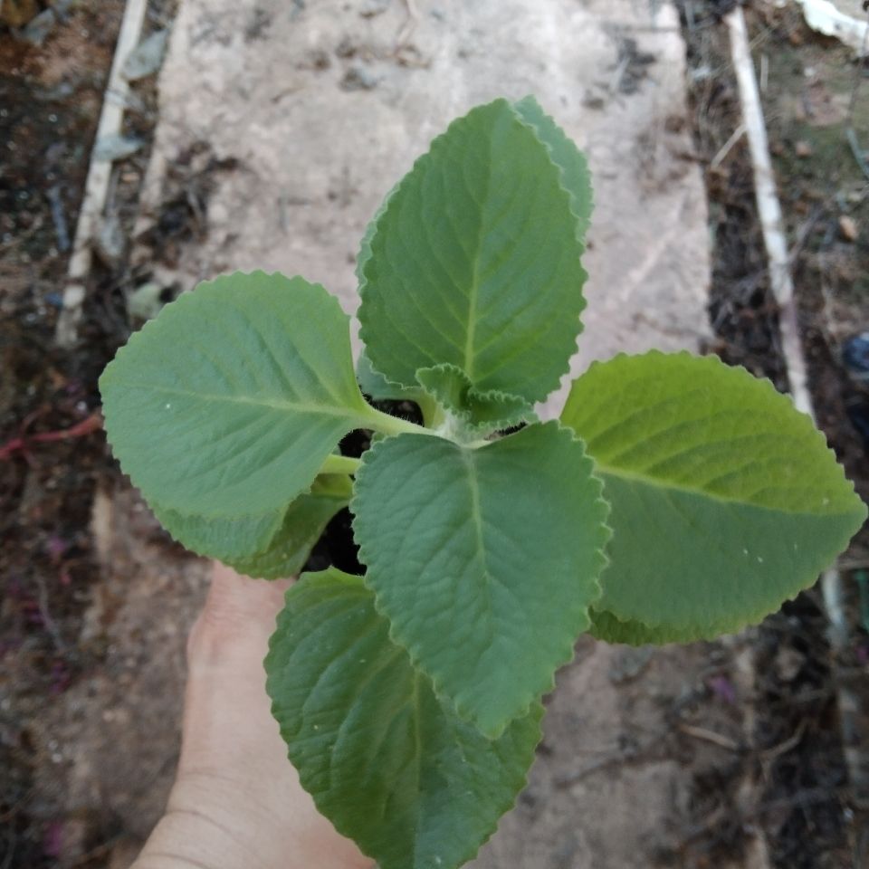 新鲜洋薄荷 到手香苗 左手香 苗 还魂草   花卉  三棵一单  包邮