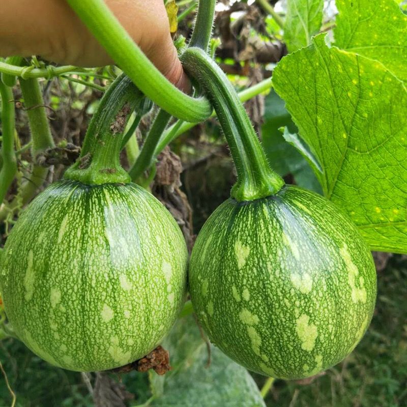 湖北恩施嫩南瓜新鲜蔬菜农家菜嫩圆南瓜青皮南瓜新鲜青小南瓜5斤【15