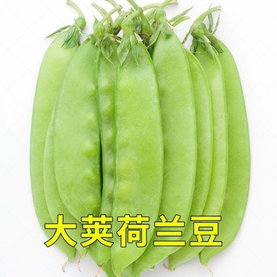 蔬果花卉之家 大莢荷蘭豆種子高產春秋季軟莢菜豌豆苗豆角四季播甜豌豆蔬菜種籽 露天拍賣