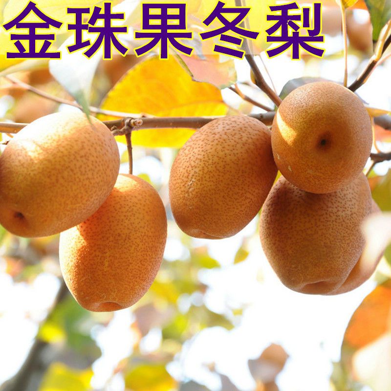 金珠果冬梨树苗嫁接果苗晚熟地载盆栽南方北方种植当年结果易成活