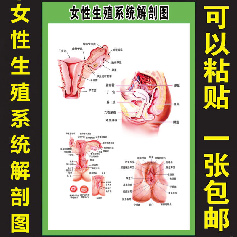 女性生殖系统解剖图医院科室宣传展板海报男女泌尿系统示意图高清