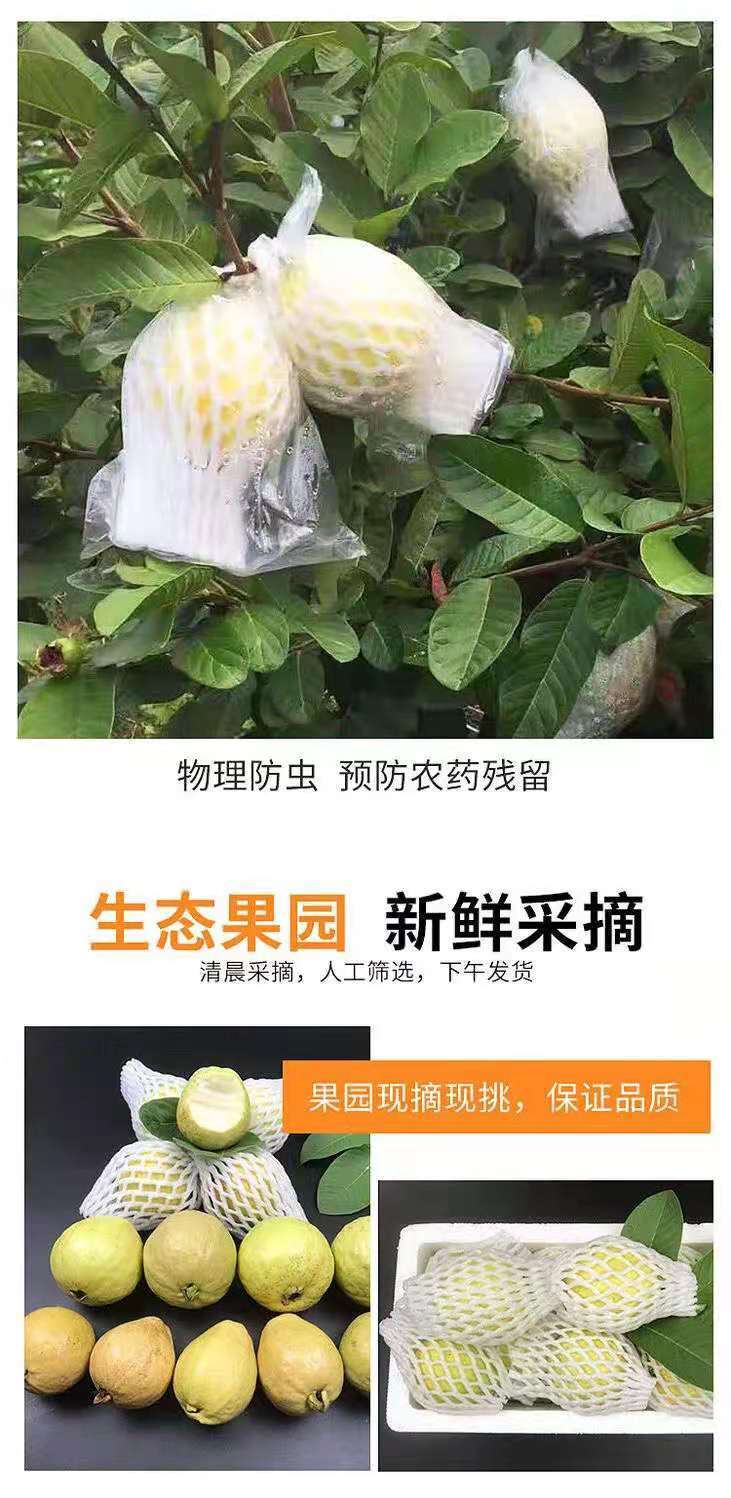 【软糯香甜】软心红芭乐番石榴新鲜应季水果香软芭乐红鸡屎果包邮