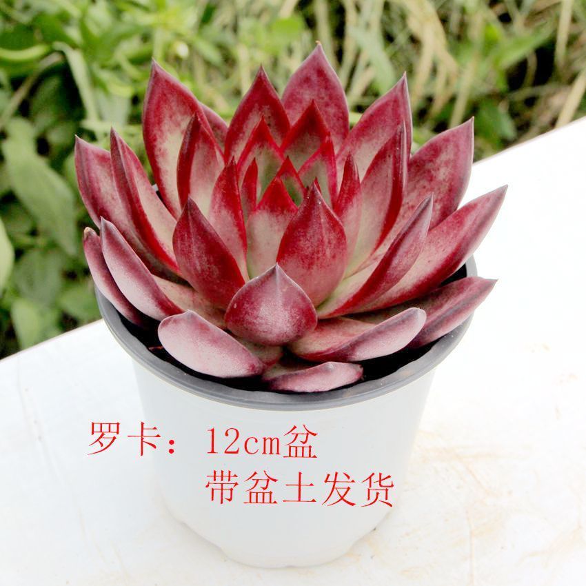 罗卡.多肉植物滇旅园艺多肉绿植盆栽花卉,云南基地直发