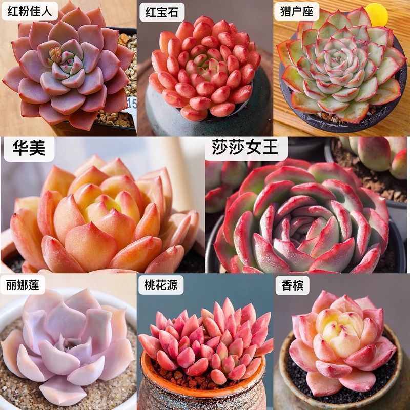 多肉植物批发贵货精品含盆含土绿植小盆栽室内好养植物办公室阳台 虎窝拼
