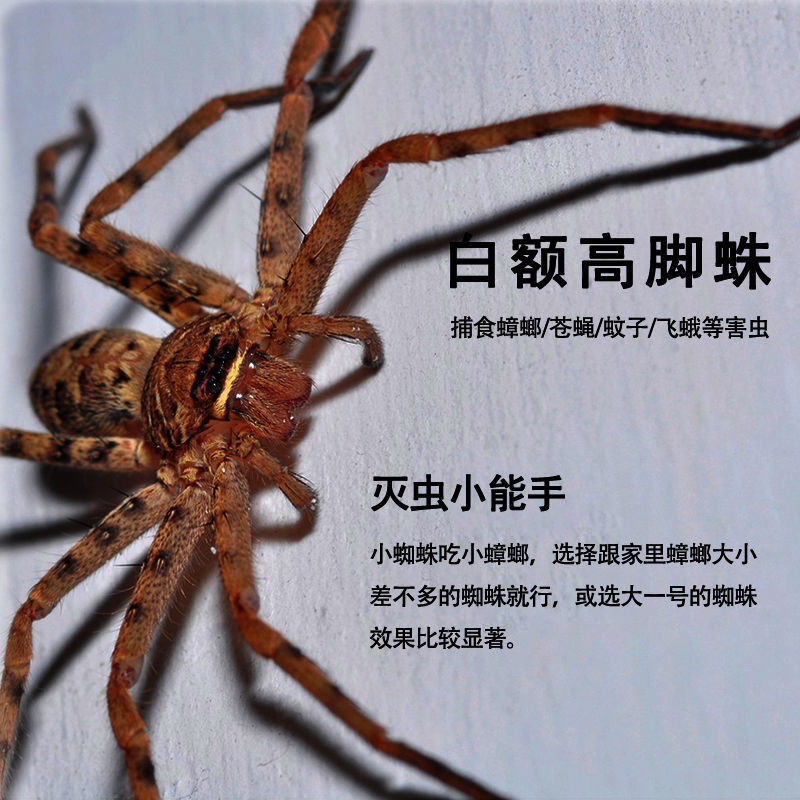 白额高脚蛛 吃蟑螂 灭杀小强 蚊虫宠物害虫天敌防治 蟑螂神器克星