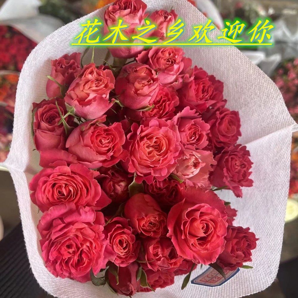 茜茜公主月季花苗复色切花玫瑰勤花丰花四季开花品种阳台花卉