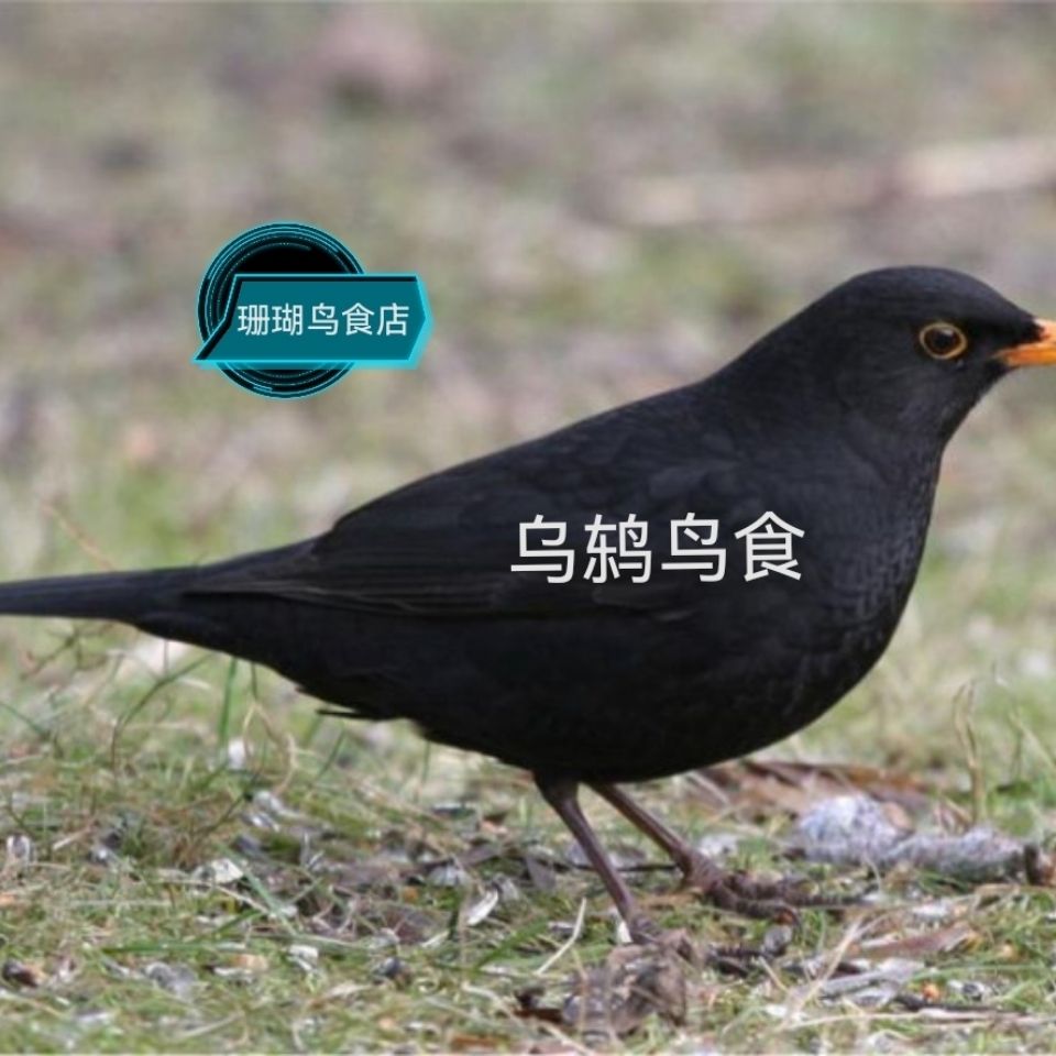 高营养乌鸫鸟饲料500g 乌鸫鸟提性壮膘鸟食 乌鸫鸟专用饲料