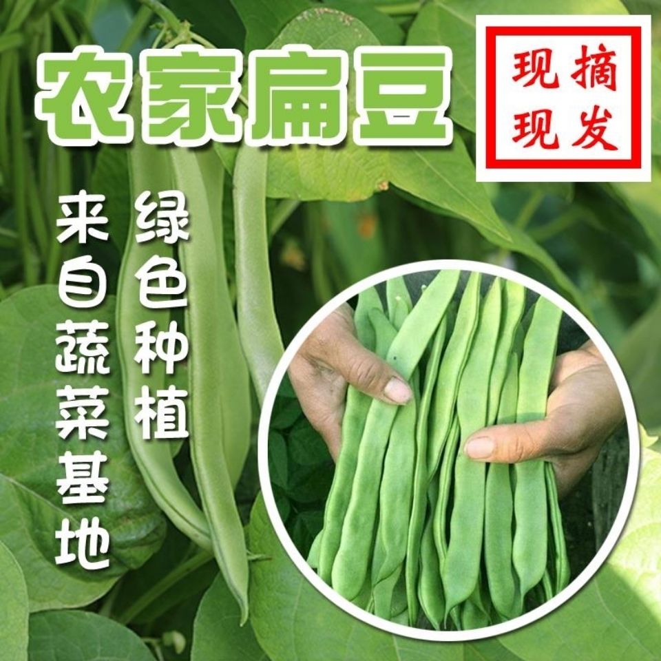 105894-5斤新鲜蔬菜芸豆大扁豆现摘现发1斤3斤全国包邮-详情图