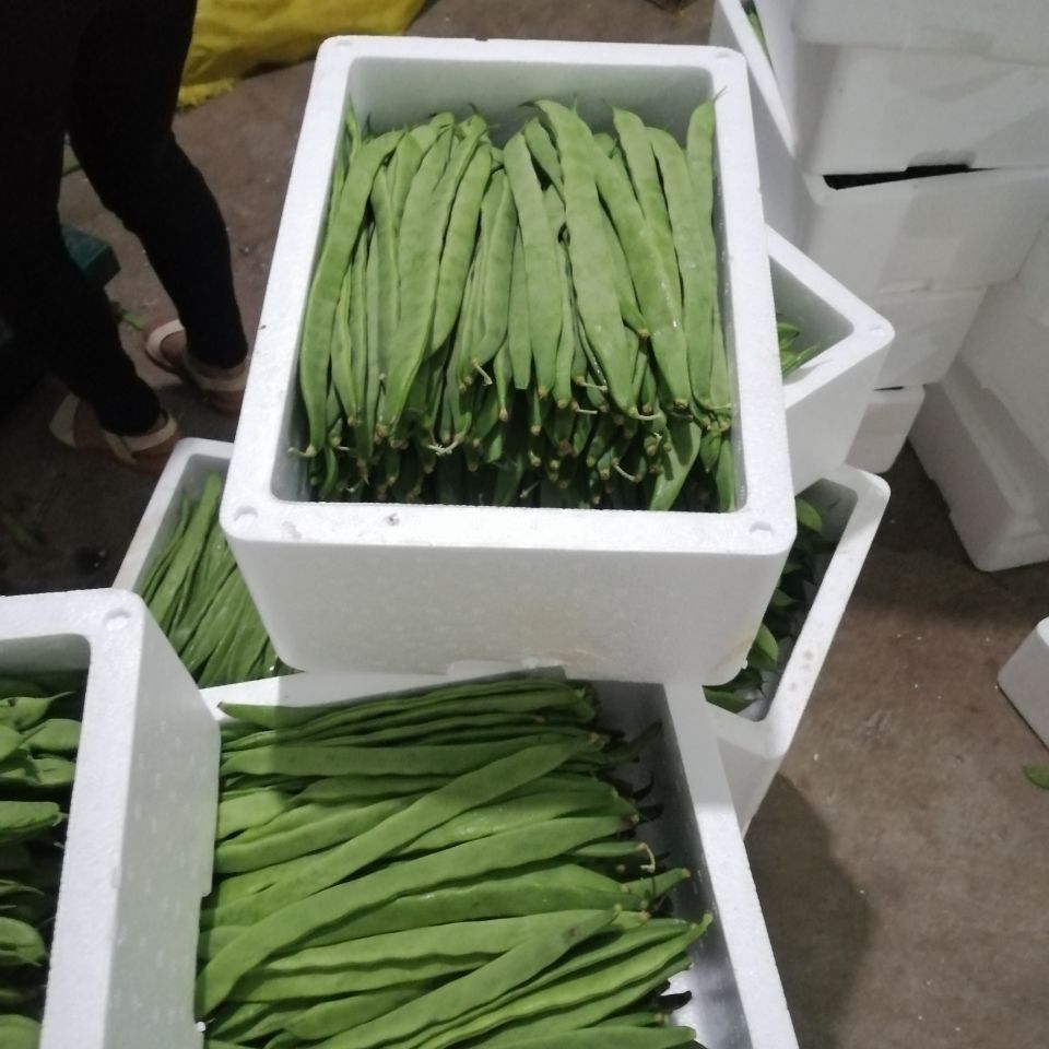 105894-5斤新鲜蔬菜芸豆大扁豆现摘现发1斤3斤全国包邮-详情图