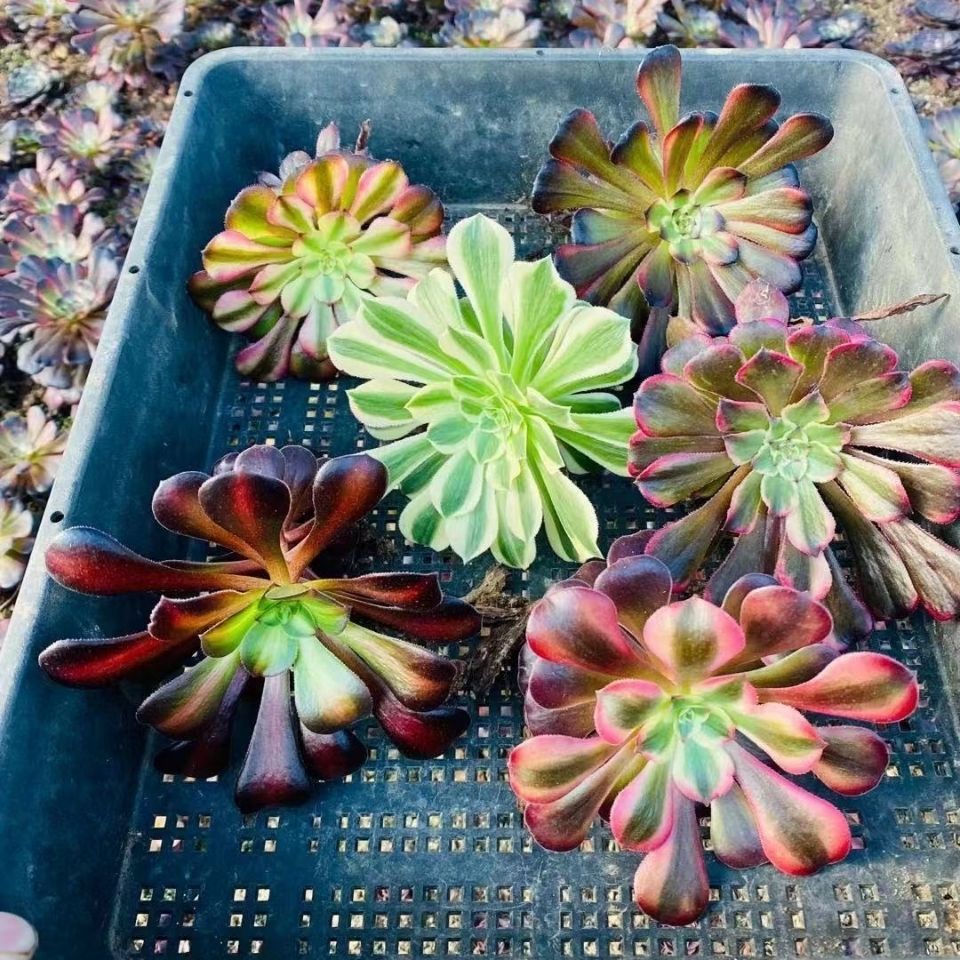 美杜莎花纳锦绿羊绒锦黑金刚超墨红颜多肉植物法师锦带根发货六颗