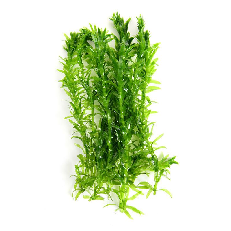 蜈蚣草耐低温懒人真水草新手好养活后景鱼缸装饰植物增氧净化水质 虎窝拼