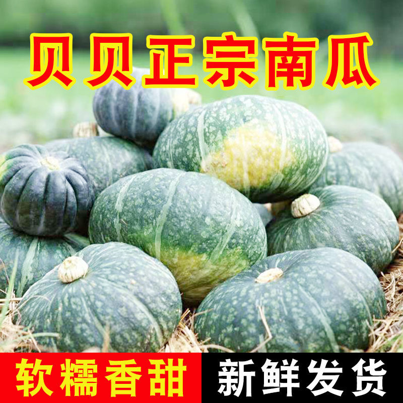 75718-贝贝南瓜新鲜甜糯正宗超甜好吃天然现摘个头饱满批发板栗奶油南瓜-详情图