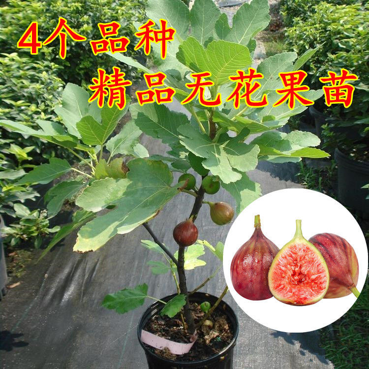 日本紫果无花果苗布兰瑞克威海青皮无花果大苗波姬红无花果扦插苗