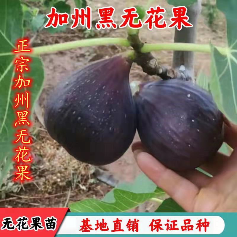 新品种加州黑无花果树苗黑爵士无花果苗果树苗南北方种植当年结果