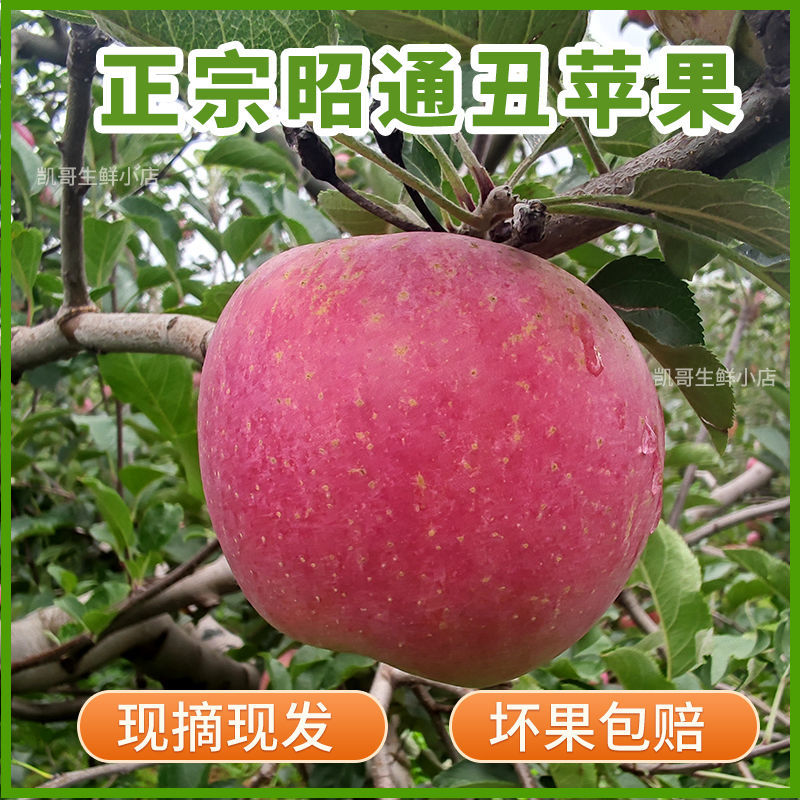75761-云南昭通丑苹果冰糖心水果野生新鲜脆甜当季整箱红富士野萍果平果-详情图