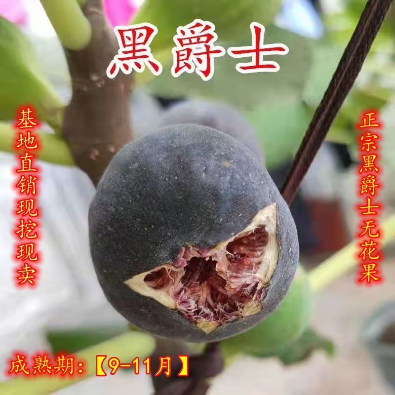 新品种黑爵士无花果树苗无花果苗果树苗南北方种植当年结果