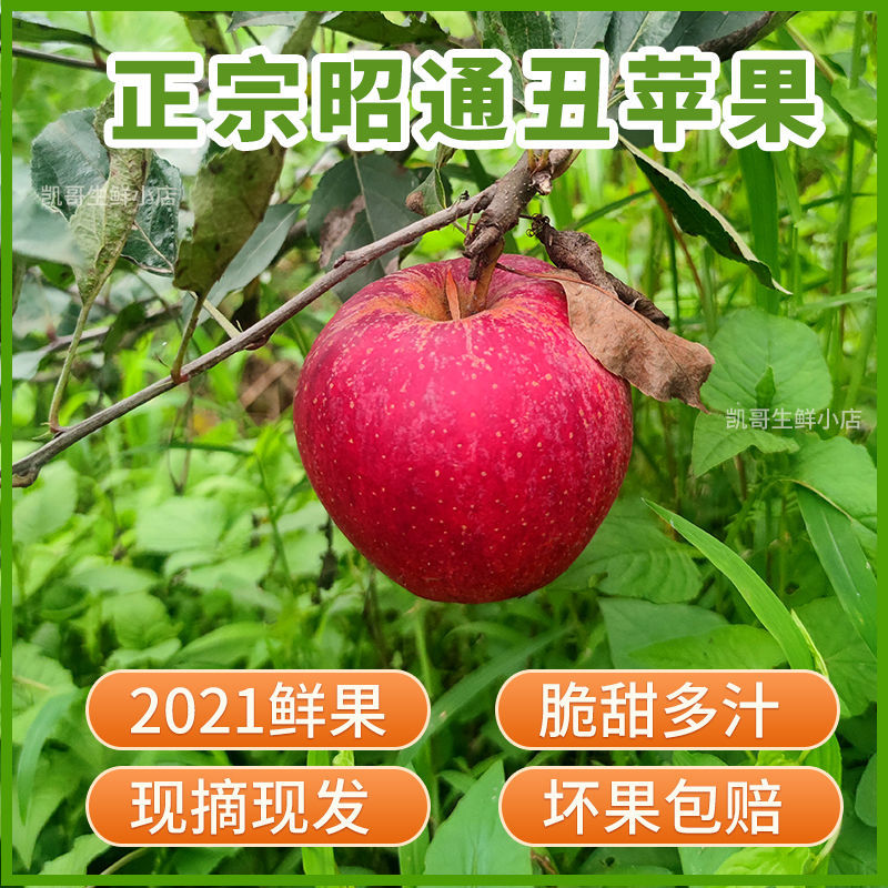 75761-云南昭通丑苹果冰糖心水果野生新鲜脆甜当季整箱红富士野萍果平果-详情图
