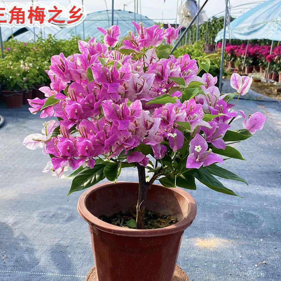 三角梅盆栽四季开花好养易活阳台庭院花卉绿植老桩盆景懒人花批发