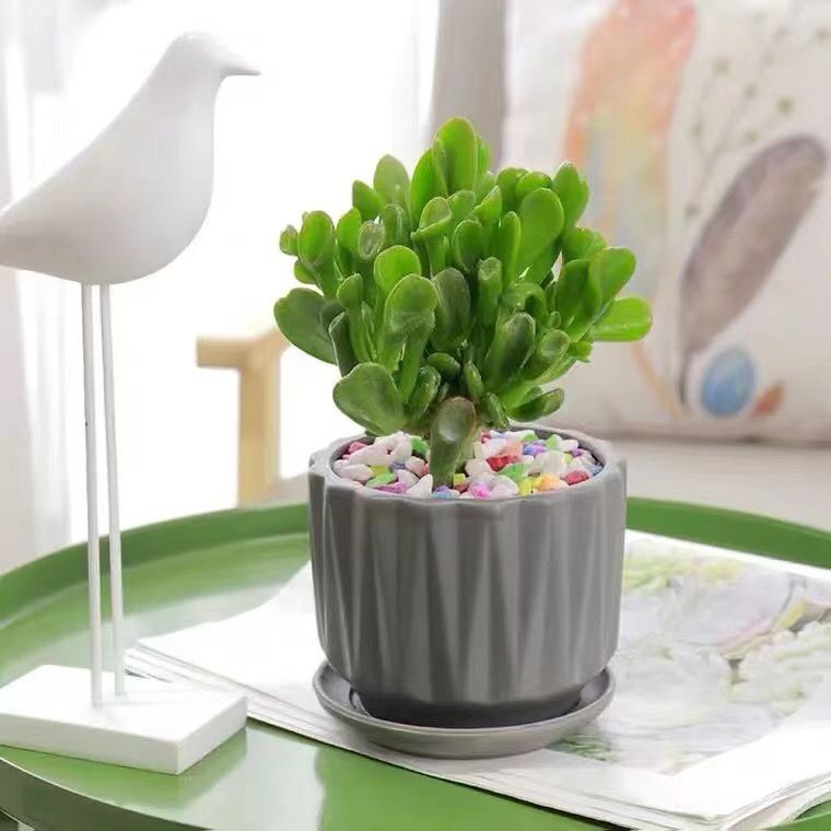 吸财树多肉植物开花盆栽招财进宝室内阳台防辐射新手花卉盆栽绿植