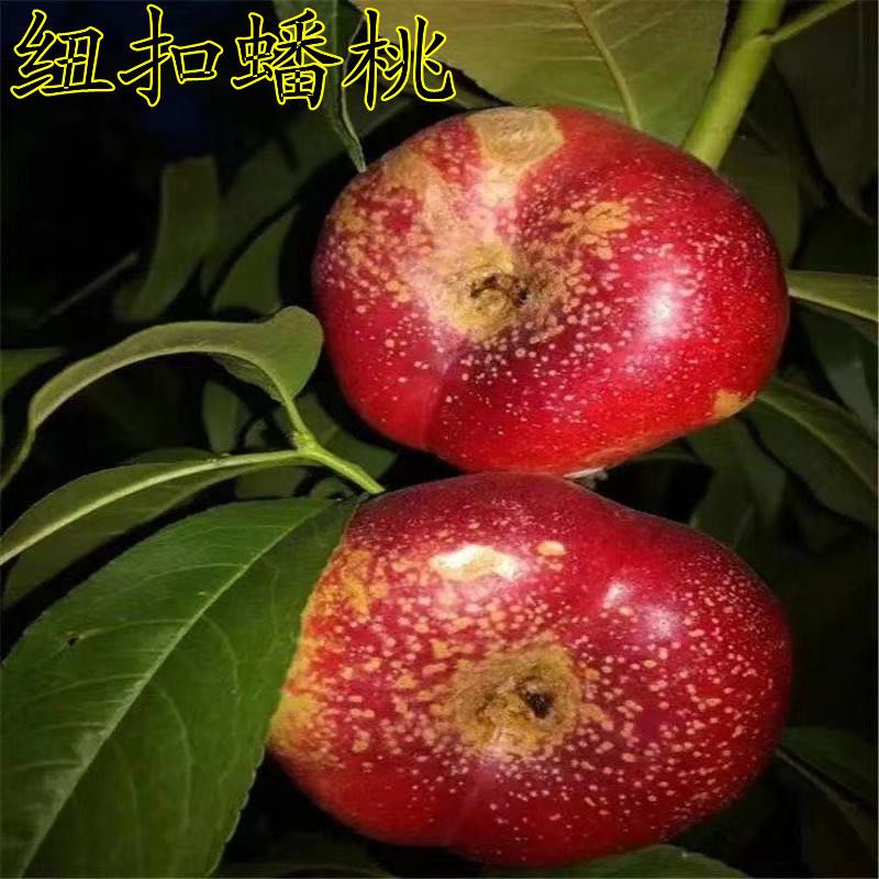 纽扣桃树苗新疆蟠桃苗嫁接新品种特大毛蟠桃树果苗桃树嫁接果苗