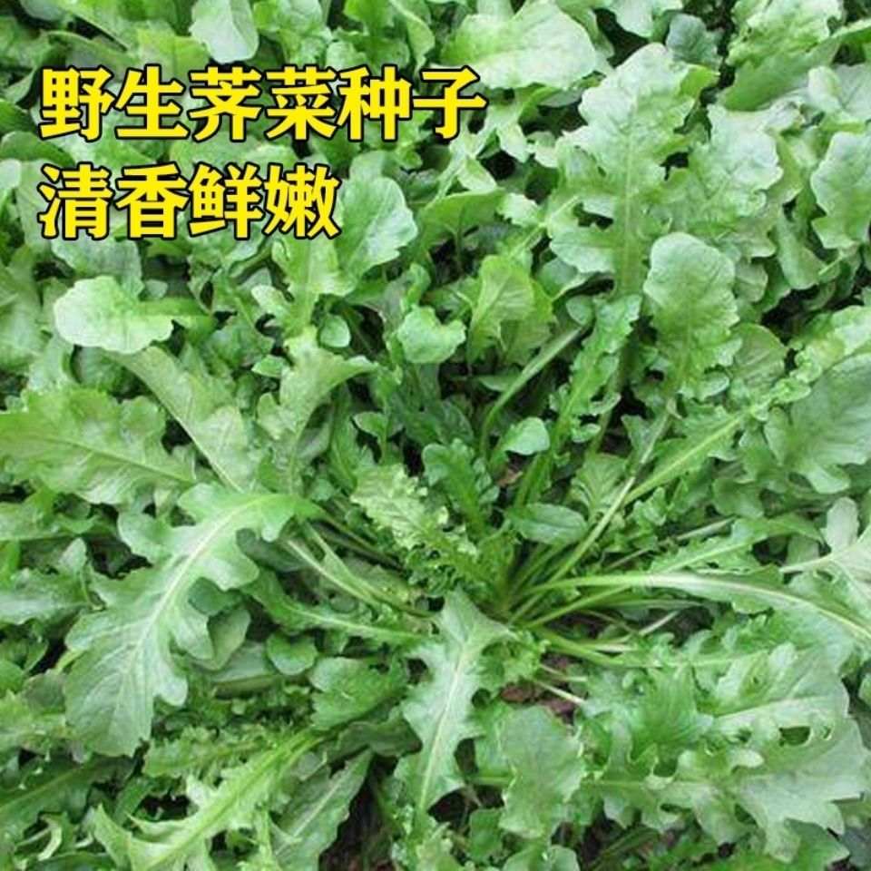 野生荠菜种子大叶小叶食用荠菜苗种籽四季可种易活高产野菜包发芽